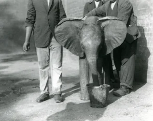 Le jeune éléphant africain Kiberenge recevant une boisson de Darisha et de ses gardiens, zoo de Londres, septembre 1923